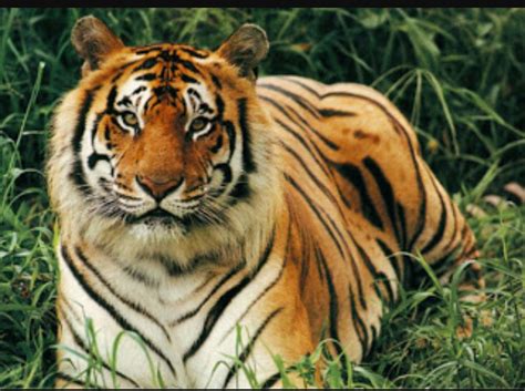 land  tigers  sreekesh puthuvassery baratheeyam