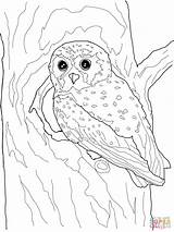 Coloring Pages Owl Elf Printable Color Realistic Flying Snowy Owls Kids Comments Print Categories Coloringhome Template sketch template
