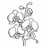 Orchid Drawing Flower Sketch Orchids Outline Easy Drawn Branch Draw Drawings Hand Ink Style Illustration Line Flowers Getdrawings Graphic Choose sketch template