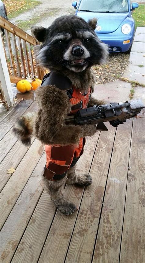 epic guardians of the galaxy rocket racoon costume