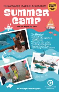 clearwater marine aquarium summer camps  winter hope family
