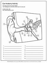 Ear Human Worksheet Anatomy sketch template