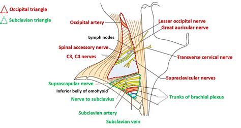 posterior triangle  neck anatomy qa
