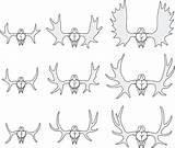 Moose Drawing Antlers Paintingvalley sketch template