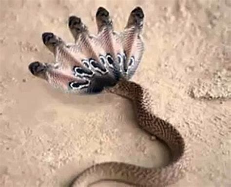 india witpe  worlds  enormous  headed snake video