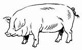 Cochon Coloriage Coloriages Colorier Imprimer Pork sketch template