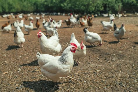 small chicken farmers  thriving   pandemic