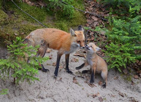 Red Fox Kits With Their Mother In Algonquin Park
