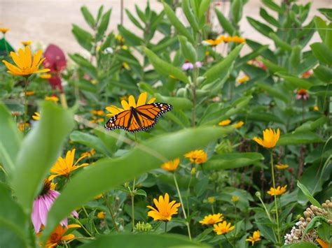 butterfly gardening knechts nurseries landscaping