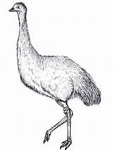 Emu Coloring Pages Australian Colouring Animals Template Sketch Sweeper Animal Street Birds Templates Aboriginal Search Google Printable Cute Huge September sketch template