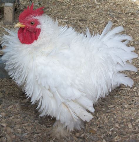 fancy chickens  coops images  pinterest backyard chickens farms  chicken roost