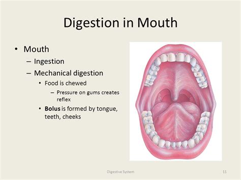 digestion in the mouth tubezzz porn photos