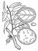 Coloring Pages Durian Fruits Recommended sketch template