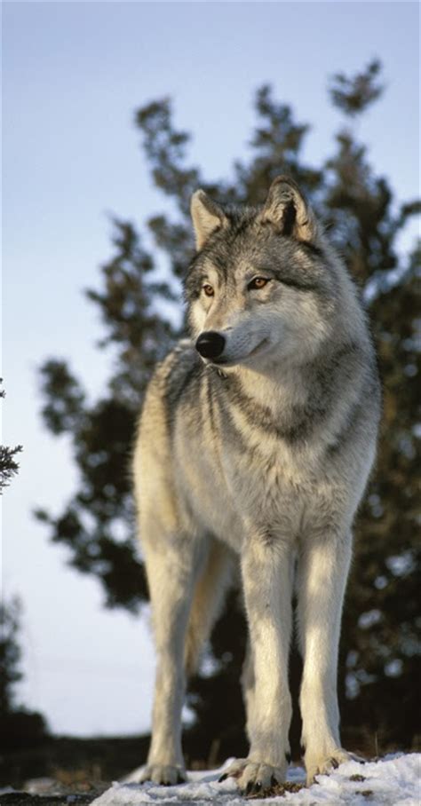 lycographos trophic cascades linking wolves canis lupus coyotes canis latrans  small