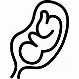 Baby Womb Fetus Clipart Pregnancy Icon Psd Clipartmag Uterus sketch template