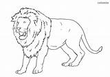 Roaring Lioness sketch template