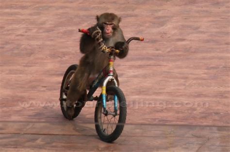 monkey  riding  bike china travel tips  beijingcom