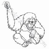 Coloring Orangutan Pages Click sketch template
