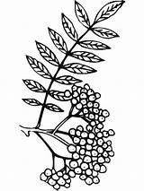 Coloring Pages Rowan Berries Recommended sketch template