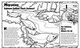 Migration Shoal Steelhead Coloringbay sketch template