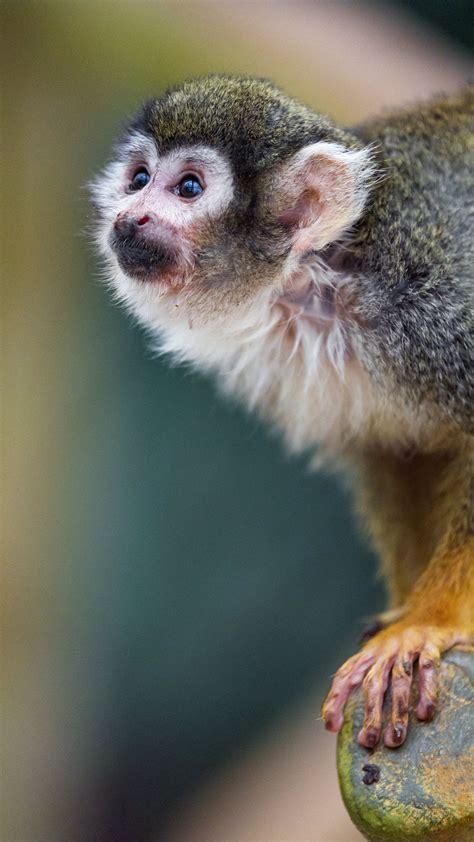 cute marmoset monkey photo