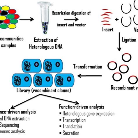 schematic representation  metagenomic steps  scientific