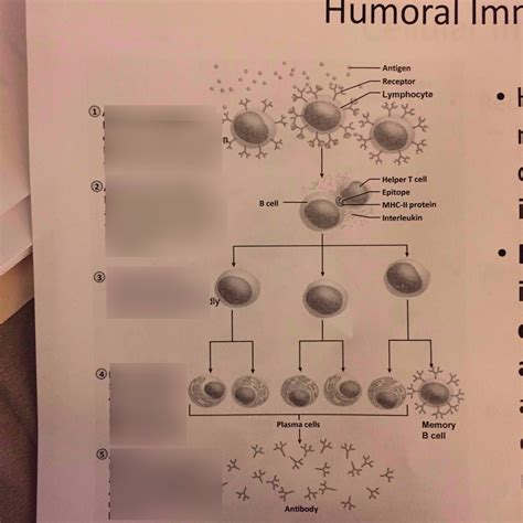 Humoral Immunity Diagram Quizlet