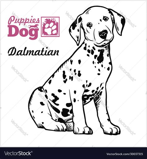 dalmatian puppy sitting drawing hand sketch vector image