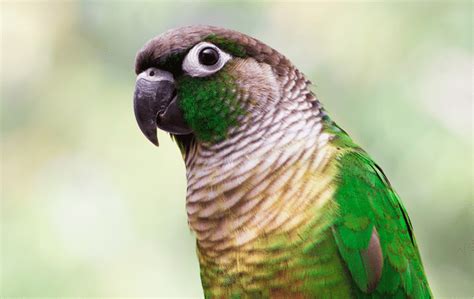 green conure bird