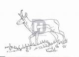 Pronghorn Paintingvalley sketch template