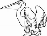 Pelican Coloring Island Designlooter sketch template