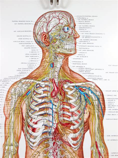 goodness  etsy vintage human anatomy posters vintage goodness