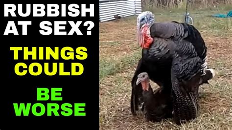 probably the worst turkey tom mating effort ever youtube