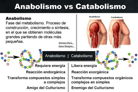 cuadros comparativos entre anabolismo  catabolismo cuadro comparativo