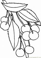 Cherries Riscos Blossom Kirsche Legumes Kategorien ähnliche Coloringhome sketch template