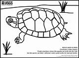 Coloring Eared Turtles Terrapin Sliders Tortoises Reptiles Ear Under sketch template