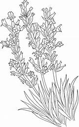 Lavender Coloring Pages Lavandula Angustifolia Common Flower Printable Flowers Drawing Choose Board sketch template