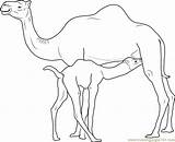 Camel Coloring Baby Drawing Milk Camels Drinks Pages Outline Line Coloringpages101 Printable Online Paintingvalley sketch template