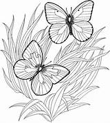 Butterflies Everfreecoloring sketch template