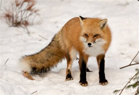 top  fox animal     merkantilaklubbenorg