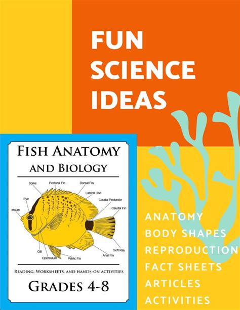 fish anatomy  biology lesson biology lessons fish anatomy fun science