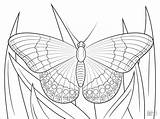 Butterfly Coloring Admiral Coloringbay Cat sketch template