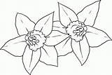 Daffodil Daffodils Narzisse Dragoart Colouring Ausmalbild Dawn Letzte Coloringhome sketch template