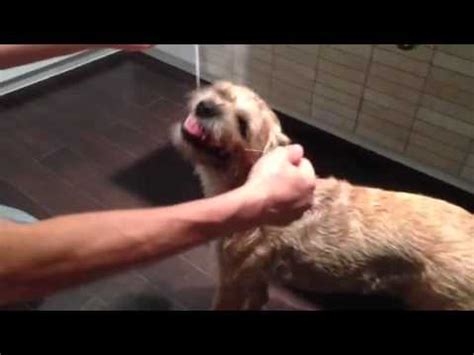 dog  flossing youtube