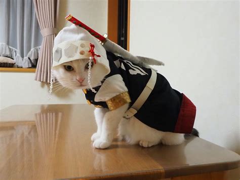 Brighten Up Your Wednesday With Epic Anime Cosplay Cats Ybmw