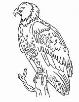 Vultur Colorat sketch template