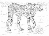 Cheetah Sketsa Gepard Ausmalbilder Coloriage Binatang Buas Kolorowanka Imprimer Ausmalbild Gambarcoloring Mewarnai Kolorowanki Guepard Safari Hewan Bebe Raubkatzen Zwierzęta Druku sketch template