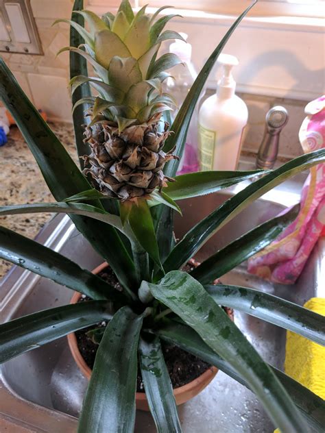 growing  pineapple plant giving     home