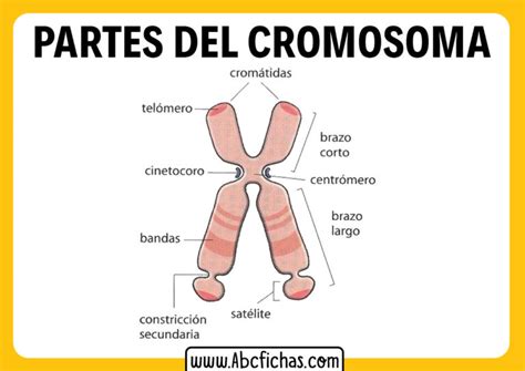 Estructura Y Partes De Un Cromosoma