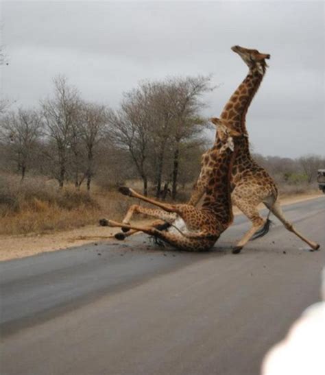 Giraffe Trust Fall Funny